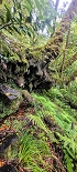 Plants: image 20 Of 208 Thumb